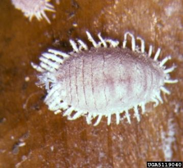 Controle biológico da cochonilha