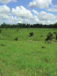 saúde dos cascos de cavalos
