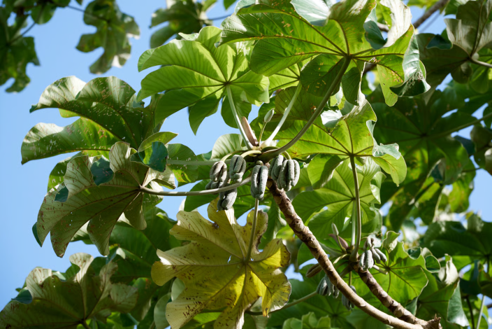Tutor Vivo na Cultura da Pimenta-do-Reino