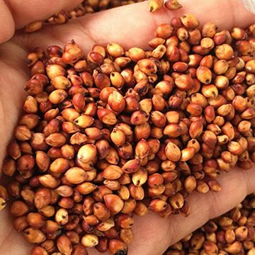 semente do sorgo