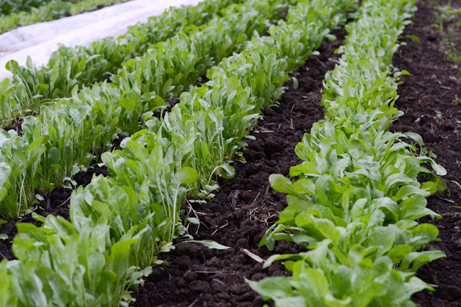 Aprenda produzir rúcula