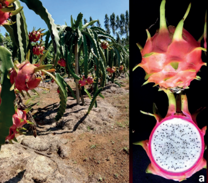 Produção de pitaya