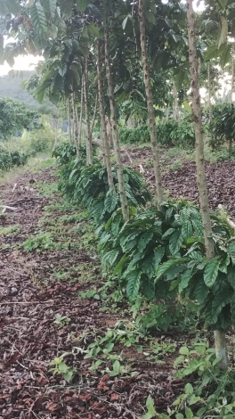 CAFÉ CONILON em dias quentes