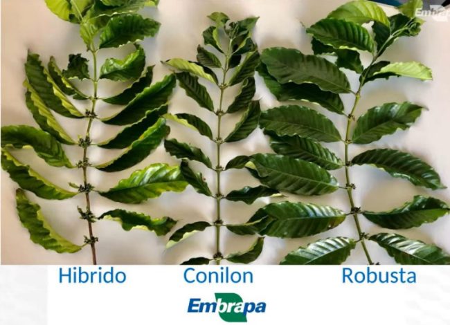 conilon e robusta 