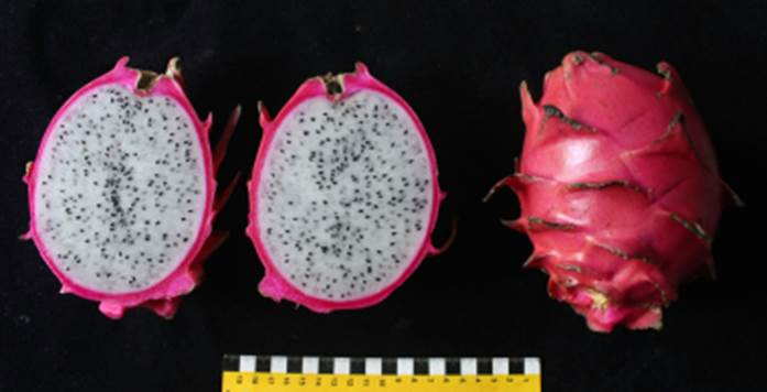Produção de pitaya