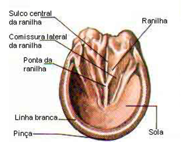 saúde dos cascos de cavalos