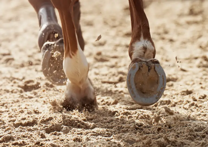saúde dos cascos de cavalos