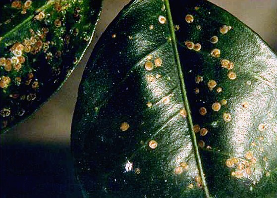 Controle biológico da cochonilha