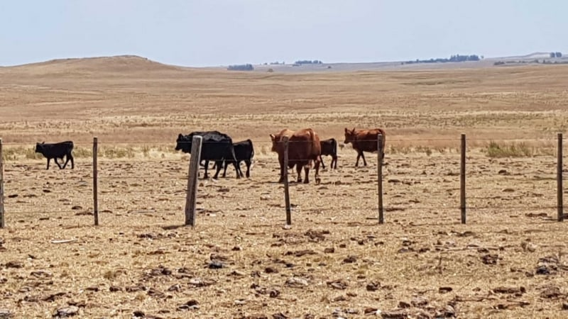 Produção de Leite na Estiagem