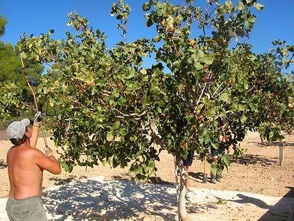 Produção de Pistache