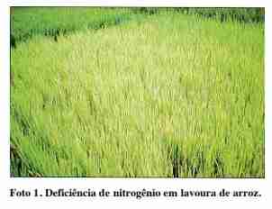 deficiencia de n no arroz