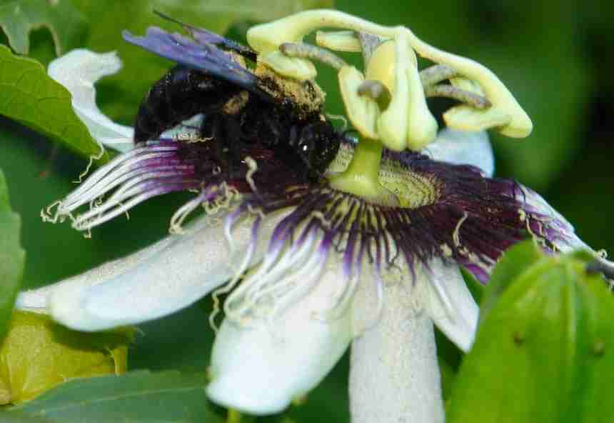 abelha-mamangava-polinizando-flor-de-maracuja – Centro de Ciências Agrárias