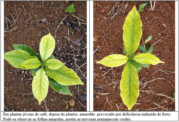 FOLHAS AMARELADAS DO PÉ DE CAFÉ