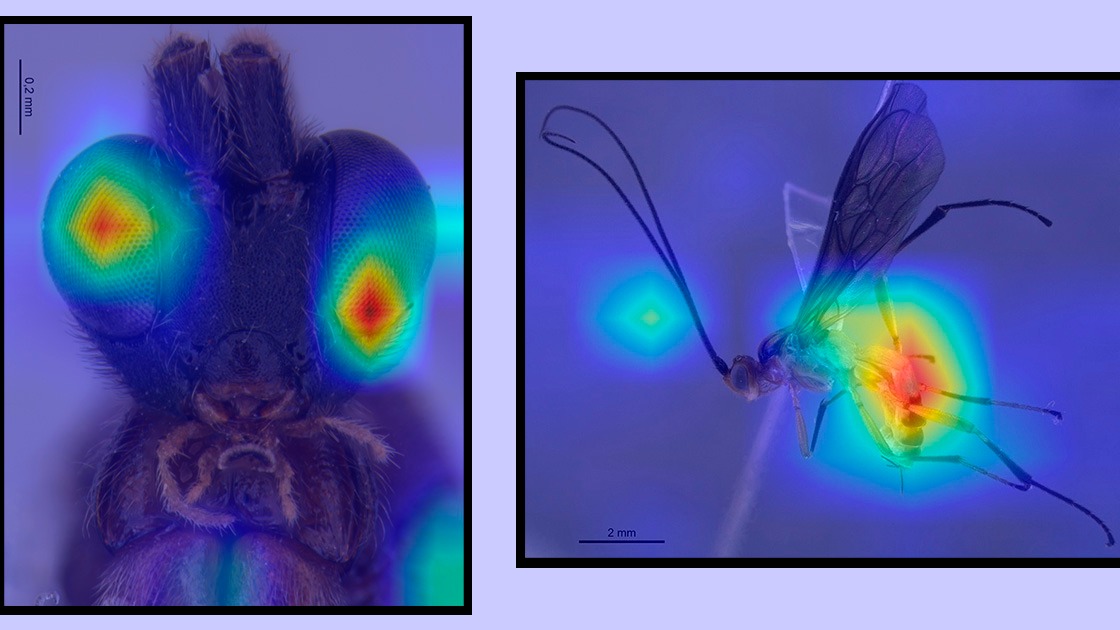 ia controle biologico