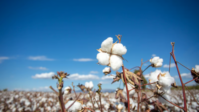 Algodão 