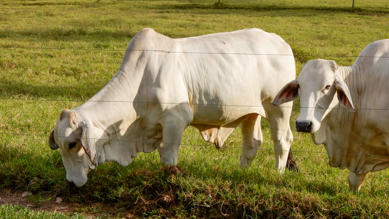 boi e vaca 