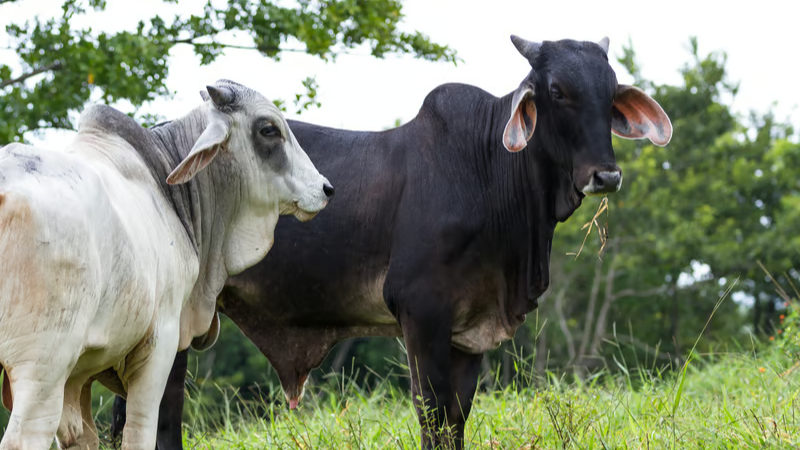 Carne bovina 