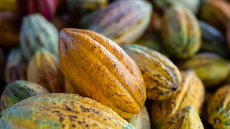 cacau