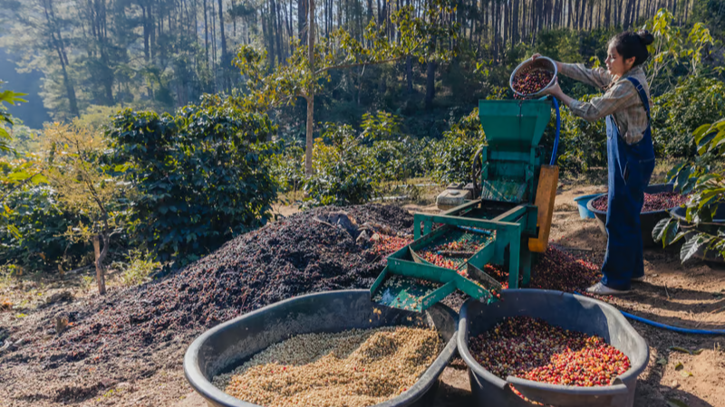 Agroecologia