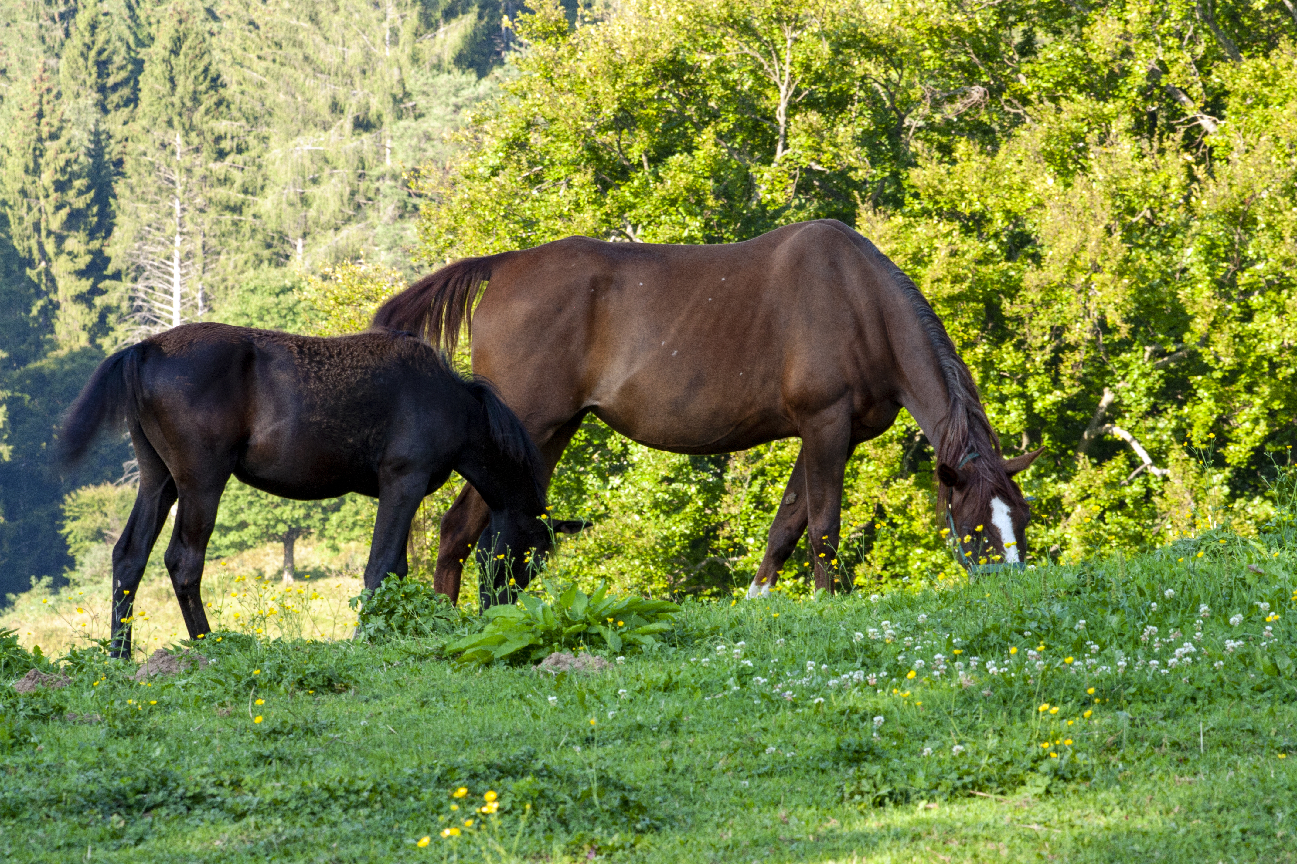 CONDIÇÃO CORPORAL E ATIVIDADE REPRODUTIVA DE ÉGUAS