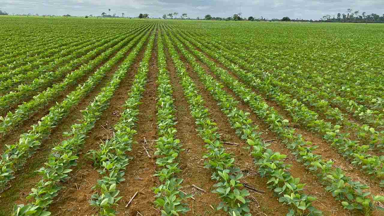 Clima e Solo Ideais para o Cultivo de Soja