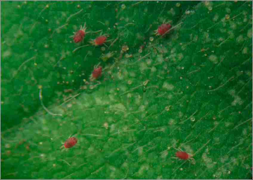 Conhecendo os Ácaros em Cafeeiro e Seu Respectivo Controle