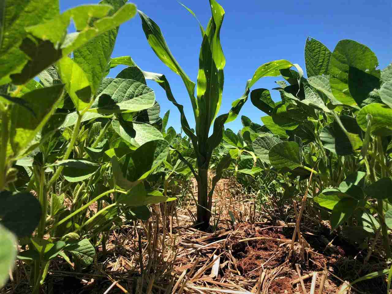 Tecnologias para Detecção e Controle em Sítio-Específico de Plantas Daninhas