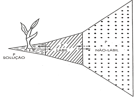 Fósforo (P) na Agricultura: O Nutriente que Mais Limita a ALTA Produtividade?