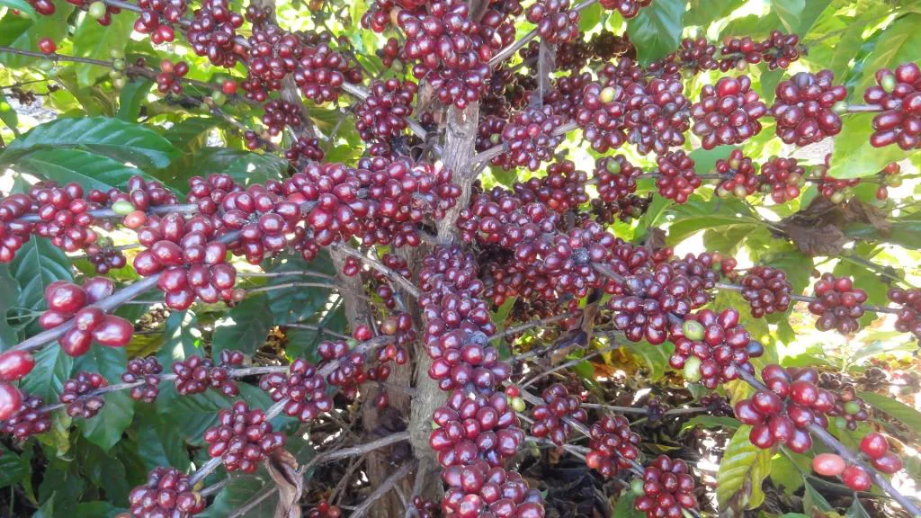 Cultivar Andina: A primeira cultivar de café conilon com potencial para regiões de altitudes elevadas