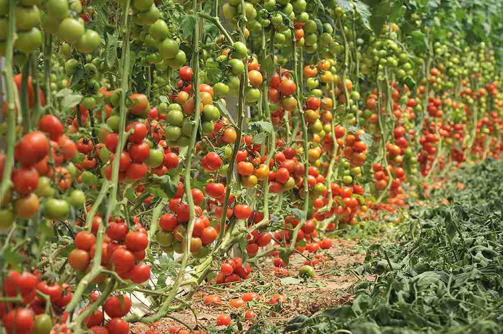 A Influência no Desenvolvimento no Fruto do Tomateiro