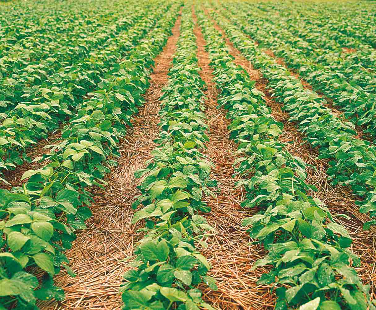 O Comportamento das Plantas Daninhas na Semeadura Direta