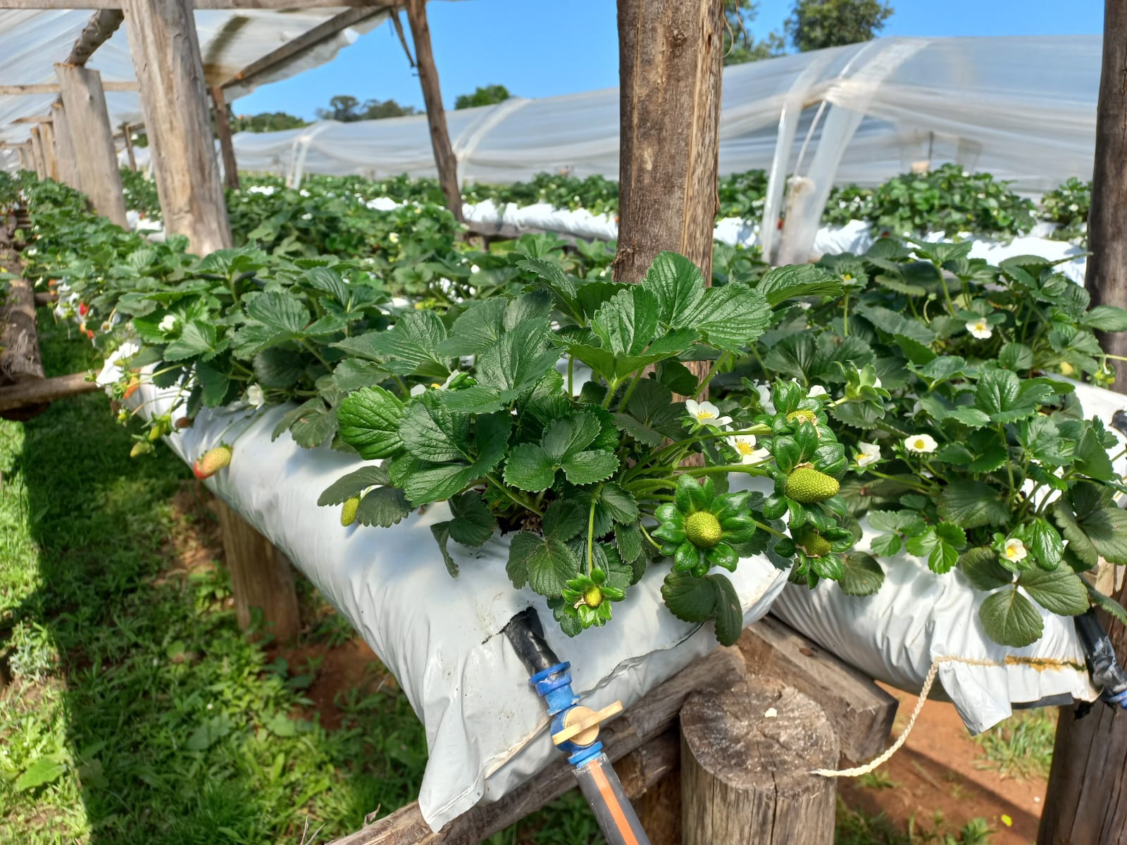 Irrigação no Morango: Cultivo em Solo e Sistemas Protegidos