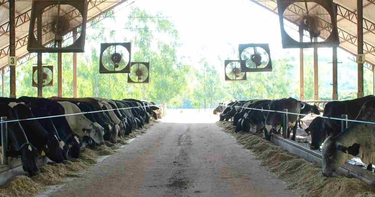 Regulação da Ingestão de Alimentos em Bovinos