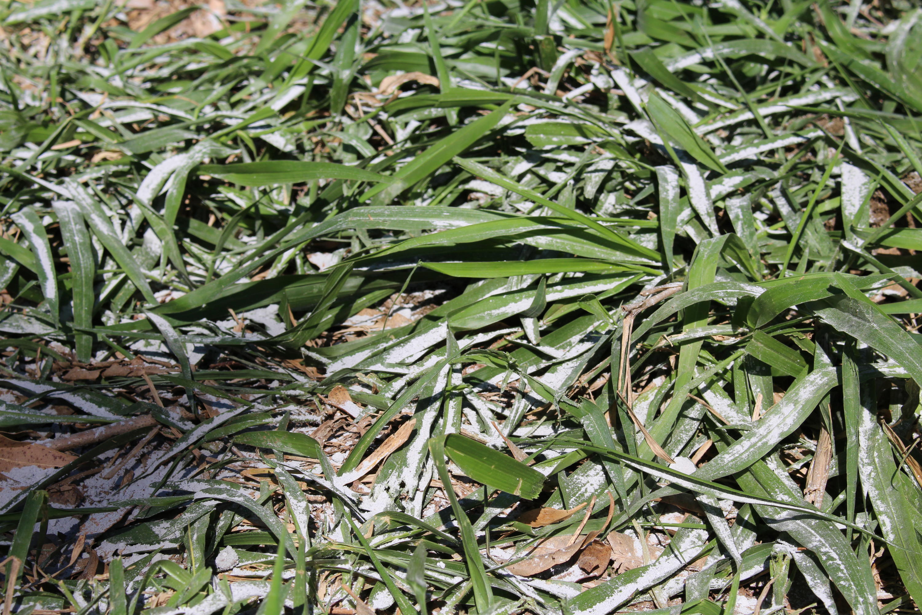 Aplicação de Calcário Superficial: Como Fazer?