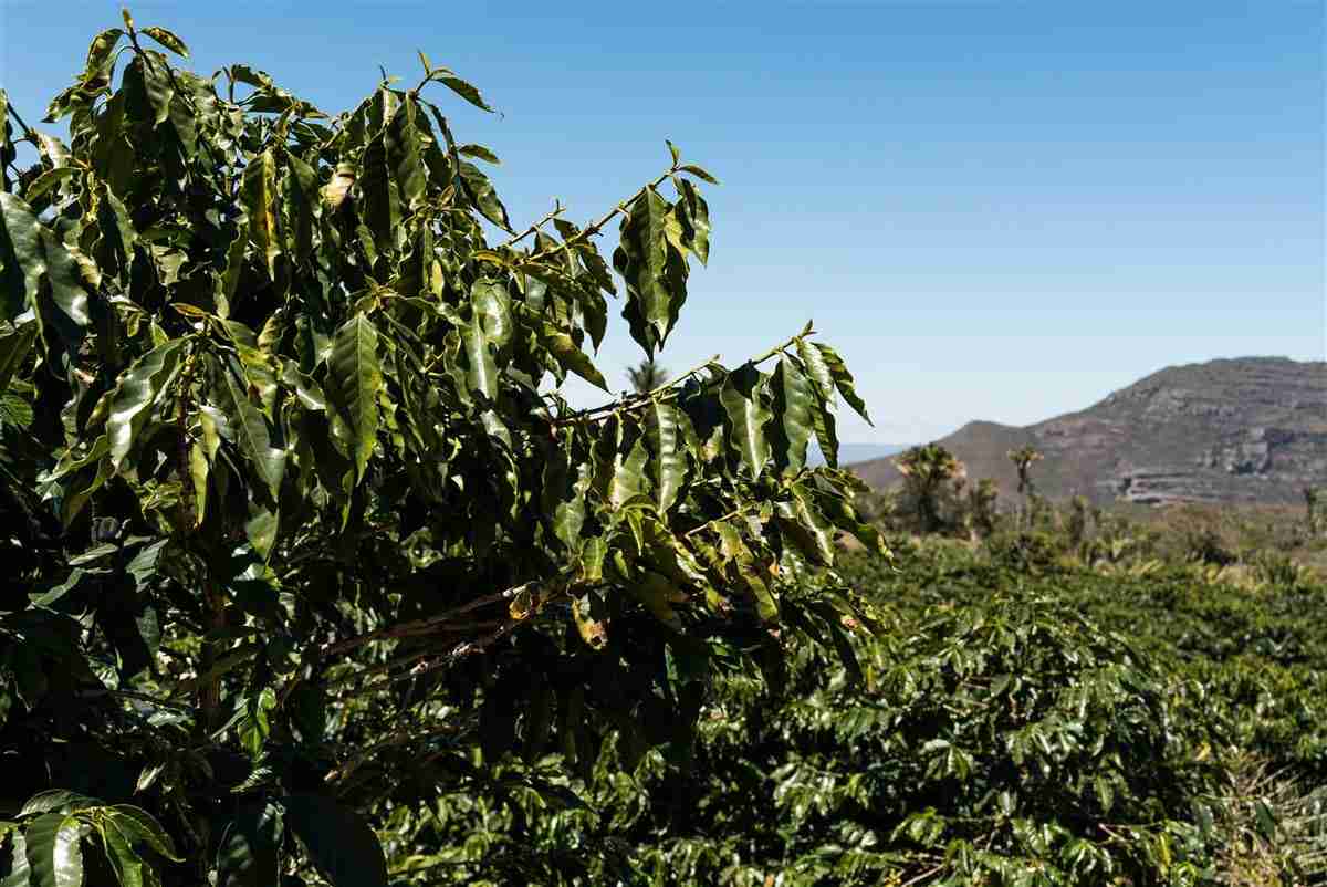 Murcha de Fusarium em Cafeeiro Conilon: Entender Para Manejar