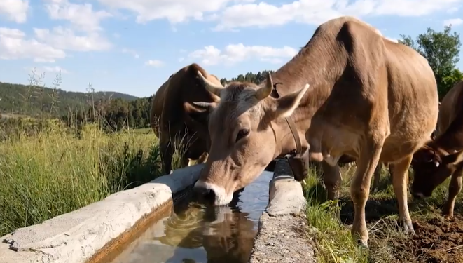 Bovinocultura: Manejo para Produção de Leite na Estiagem
