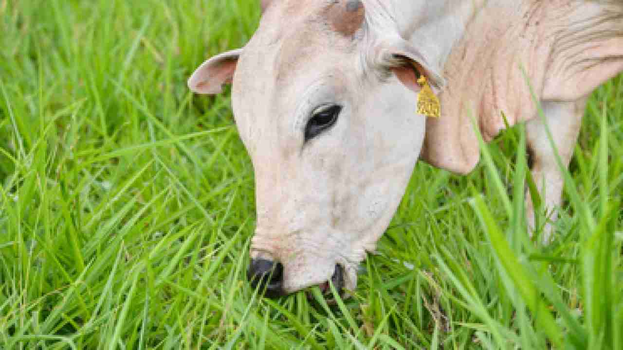 Conheça os Métodos de Pastejo