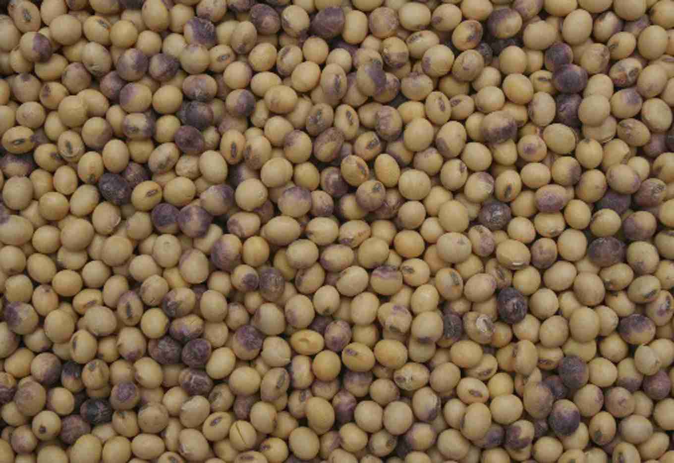 Métodos de Detecção de Patógenos em Sementes de Soja