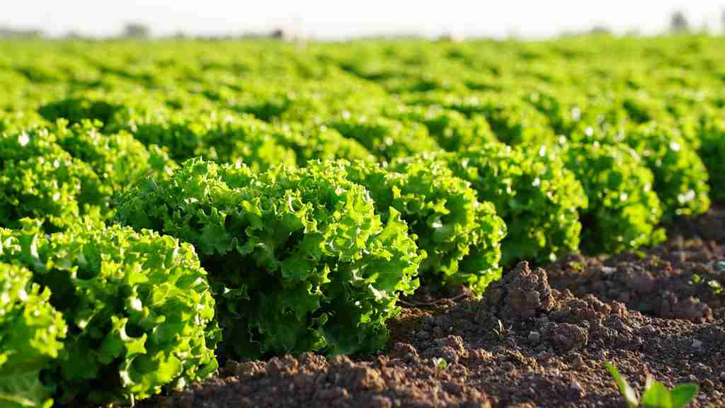 Principais Plantas Daninhas e Seu Controle na Cultura do Alface