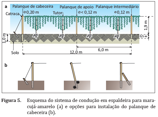 Efeito do clima e do solo na produção da cultura do café