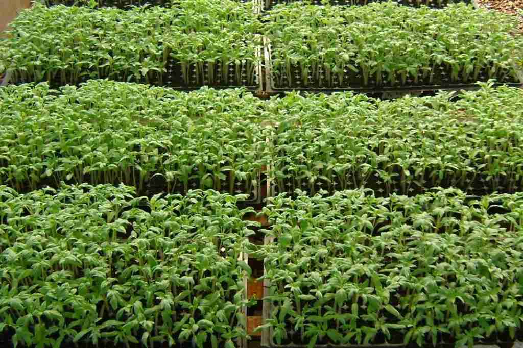 Tombamento-de-mudas do Tomateiro