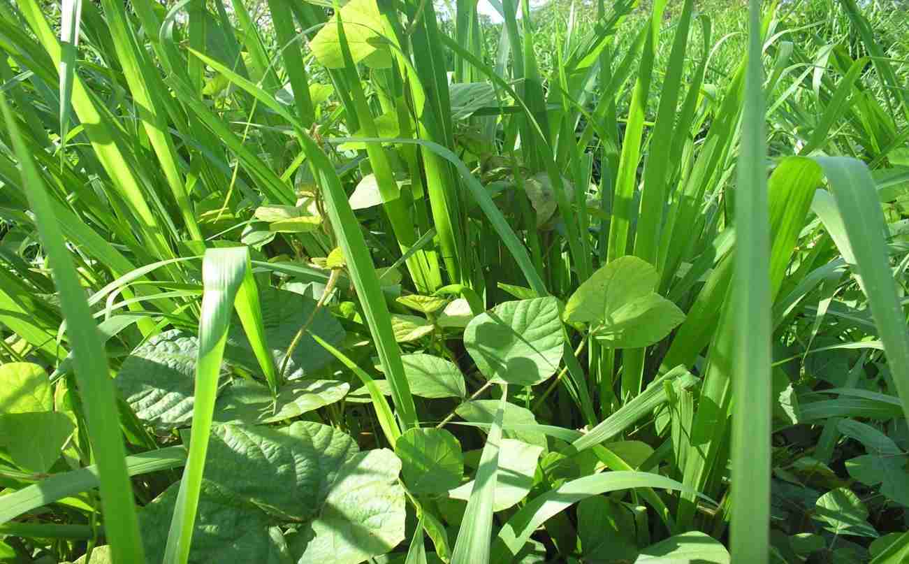 Morfologia do Desenvolvimento em Gramíneas e Leguminosas