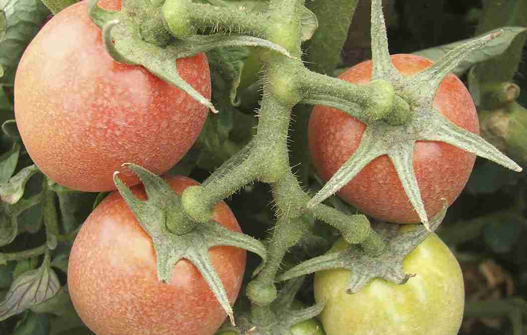 Distúrbios Fisiológicos na Cultura do Tomate