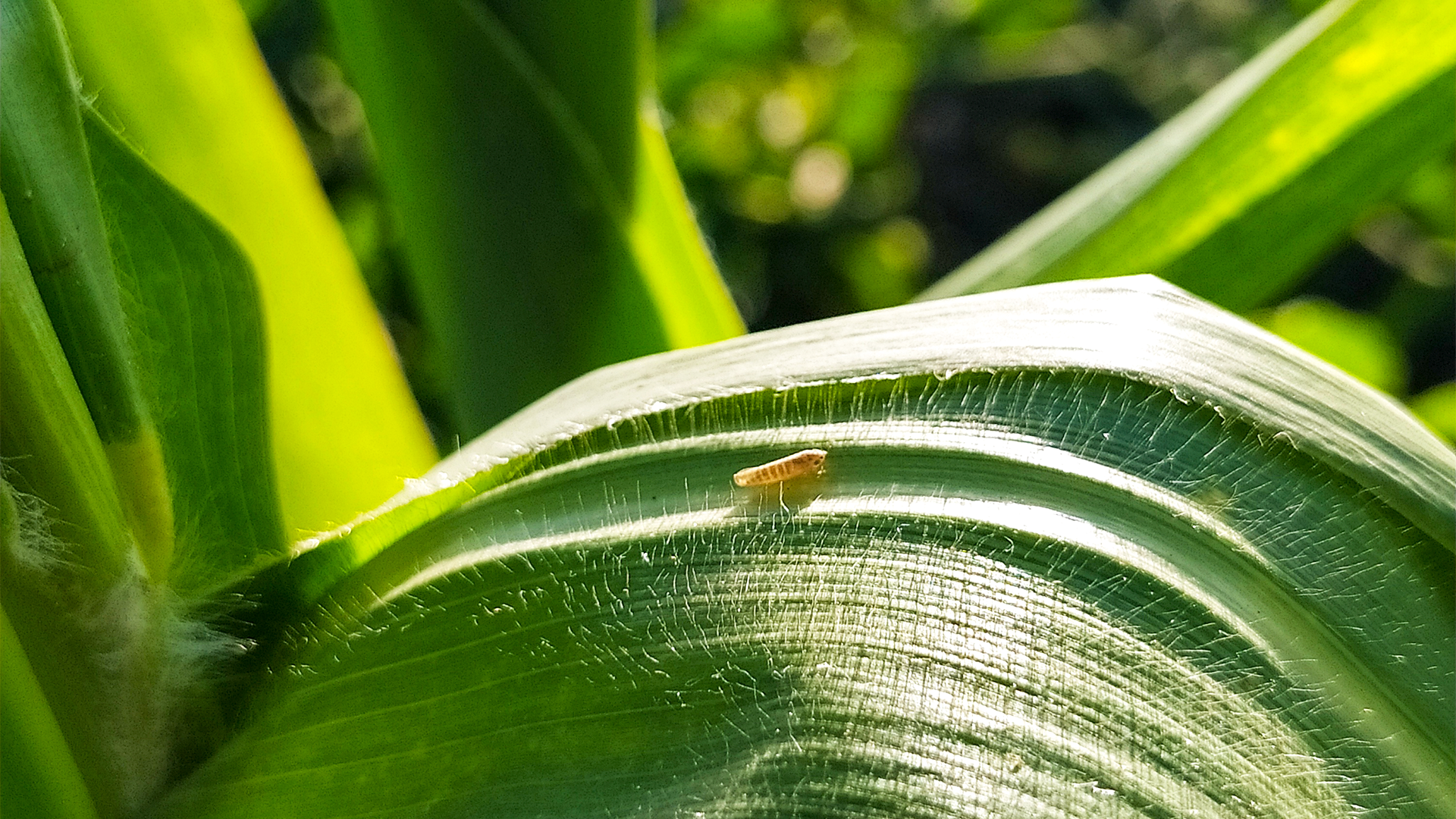 Boas Práticas para o Manejo da Cigarrinha e dos Enfezamentos no Milho