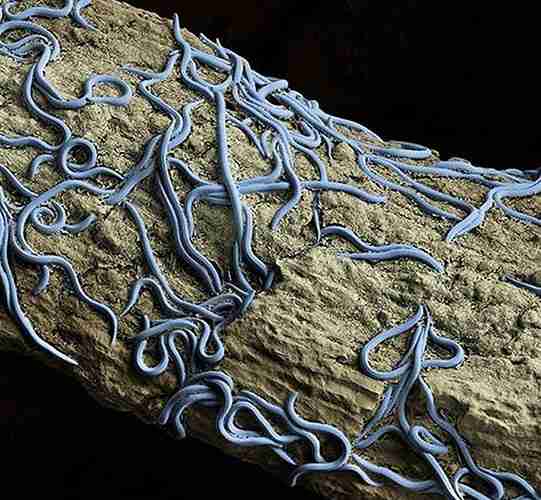 Nematóides fitoparasitas associados à mandioca na Amazônia brasileira