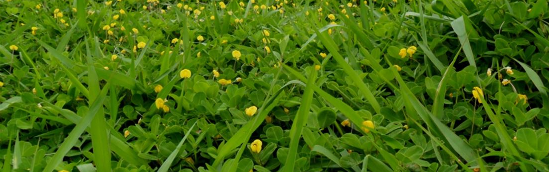 Importância das Leguminosas Forrageiras no Sistema de Produção