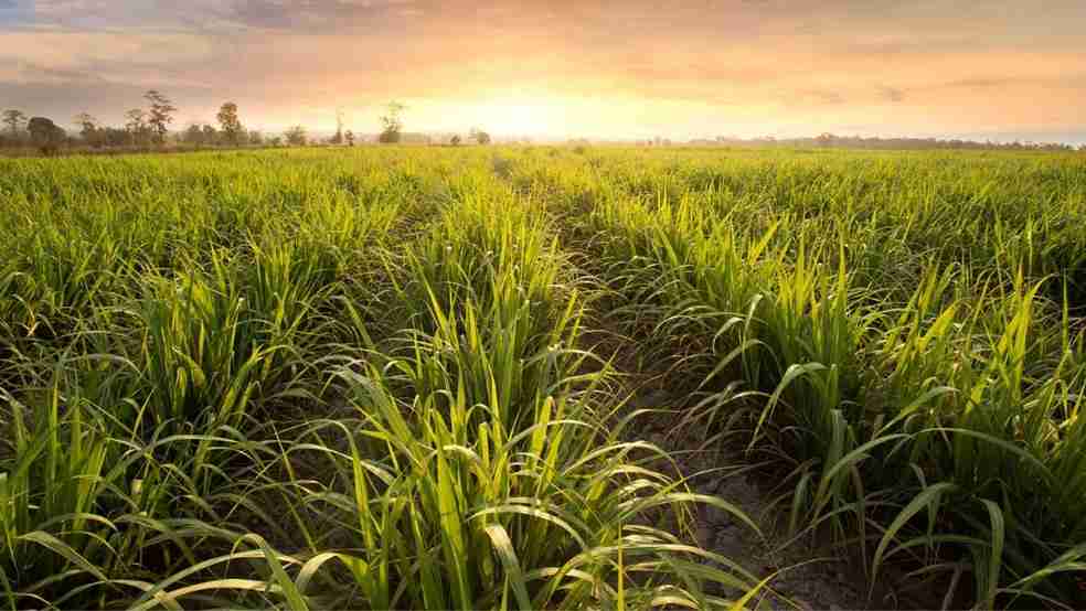Planejamento do Plantio de Cana-de-açúcar