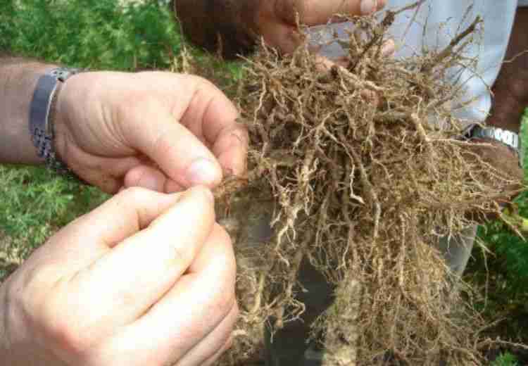 Plantas daninhas como hospedeiras dos nematoides-das-galhas