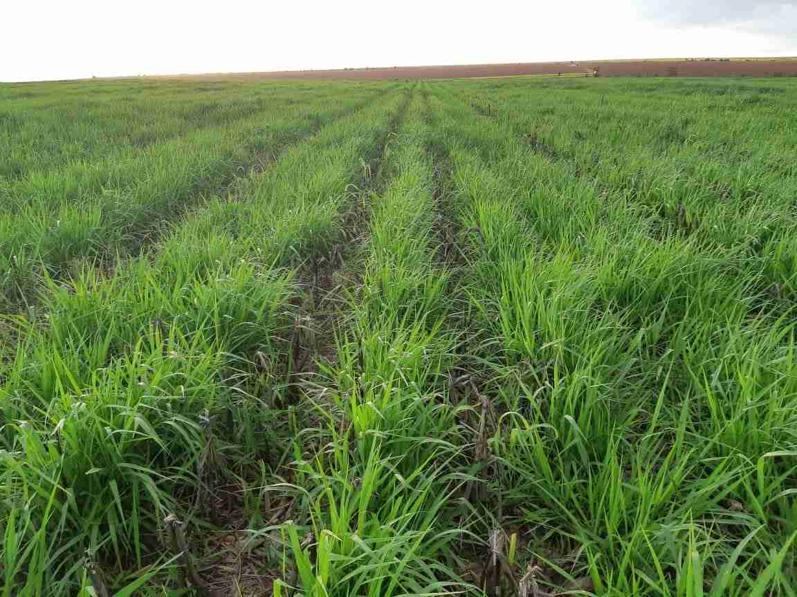 Identificação e Características de Forrageiras Perenes para Consórcio com Milho