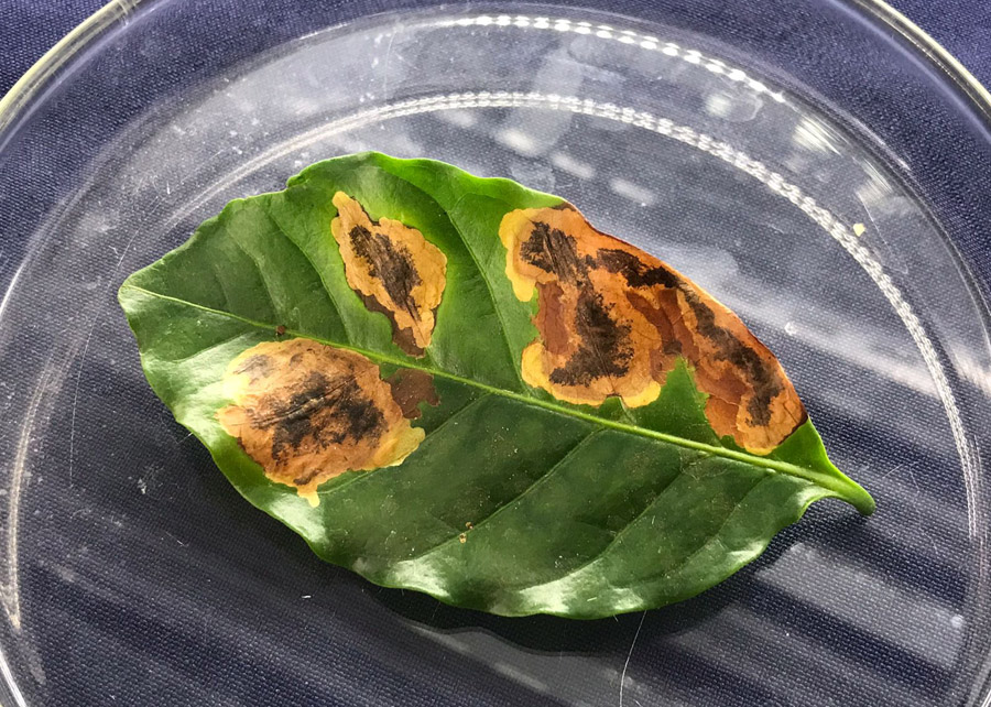 Pragas no Café: Como Identificar e Controlar